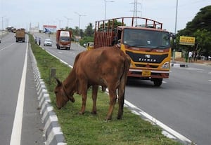 சென்னை - பெங்களூரு நெடுஞ்சாலையில் மாடுகளால் விபத்து அபாயம்