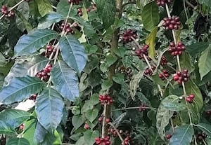 'கொடை' மலைப்பகுதியில் துவங்கியது காபி சீசன்