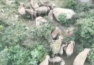 தமிழகத்தில் யானைகள் எண்ணிக்கை அதிகரிப்பு