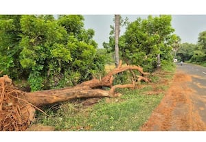 ஆபத்தான மரம் அகற்றம்