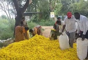 பூக்கள் விலை கடும் சரிவு சாலையில் வீசிய விவசாயிகள்