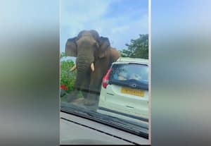 வாகனங்களை மறித்த யானை; சுற்றுலா பயணியர் அச்சம்