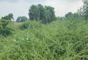 முள்ளிப்பாக்கம் ஏரி நீர்ப்பாசன கால்வாயை துார்வாரி சீரமைக்க விவசாயிகள் கோரிக்கை