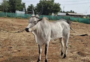 ரேக்ளா காளை ரூ. 30 லட்சத்துக்கு விற்பனை காங்கயம் மயிலைக்கு 'மவுசு'