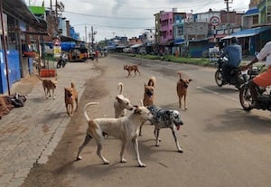 நாய்களால் விபத்தில் சிக்கும் வாகன ஓட்டிகள்