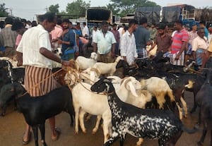 ஆண்டிபட்டியில் விறுவிறுப்பு இன்றி நடந்த ஆட்டுச்சந்தை