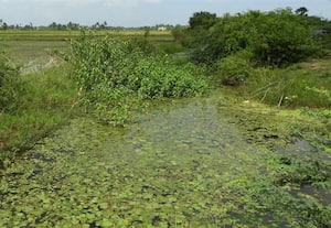 மழைநீர் வடிகால்வாயை துார்வாருவதில் பாராமுகம் ஆறு கிராமங்களின் விவசாயிகள் அதிருப்தி