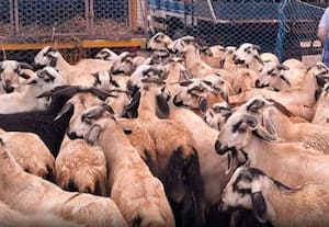 உளுந்துார்பேட்டை வார சந்தையில் ரூ. 2 கோடிக்கு ஆடுகள் விற்பனை