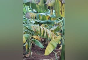 விவசாய மின் இணைப்பு தனியார் மில்லுக்கு தாரை வார்ப்பா