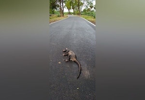 வாகனம் மோதி மரநாய் பலி