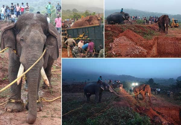 ரோலக்ஸ் காட்டு யானை பிடிபட்டது: கட்டுக்குள் கொண்டு வந்த கும்கி யானைகள்!