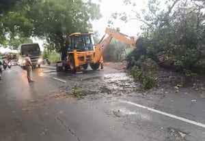  துாத்துக்குடி - திருச்செந்துார் சாலையில் மரம் விழுந்து போக்குவரத்து பாதிப்பு