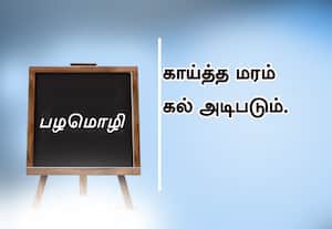  பழமொழி  காய்த்த மரம் கல் அடிபடும். 