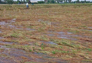 அறுவடைக்கு தயாரான குறுவை நெற்பயிர்கள் மழையால் பாதிப்பு