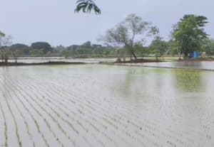 நீரில் மூழ்கிய சம்பா நாற்றுகள்: விவசாயிகள் கவலை