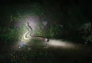 இரு பாம்புகள் நடனம்