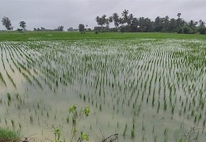 மழைநீரில் மூழ்கிய நெற்பயிர்கள் பாகூர் பகுதி விவசாயிகள் கவலை