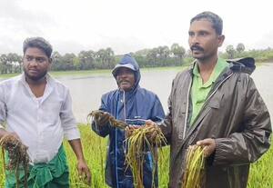  மயிலாடுதுறையில் மழை சம்பா பயிர்கள் பாதிப்பு சுவர் இடிந்து மூவர் காயம்