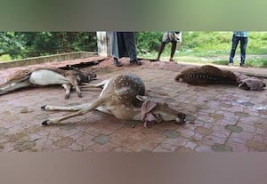 ஊருக்குள் வந்த மான்கள் நாய்கள் கடித்து பரிதாப பலி