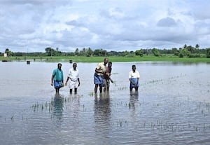 கனமழையால் மூழ்கிய நெற்பயிர்கள்