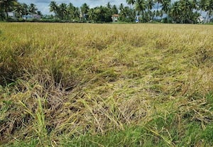 கால்வாயிலோ அடைப்பு விவசாயிகளோ கடுப்பு