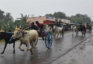 திருப்புத்துார் அருகே மாட்டு வண்டி பந்தயம்