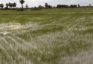 மழையால் பச்சை பசேல் என மாறிய நெல் வயல்கள்