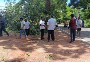 ஆரோவில்லில் சாலை பணிக்கு மரத்தை வெட்ட எதிர்ப்பு
