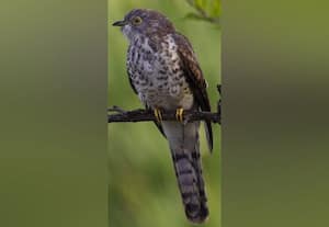 அறிவியல் துளிகள்