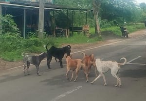   கிராமப்புற தெரு நாய்களுக்கு கருத்தடைகள் செய்ய... மறந்துட்டோமுங்க...:கால்நடை மருத்துவர்கள் அலட்சிய பதிலால் அதிருப்தி