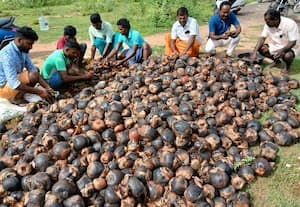 அய்யலுாரில் 3000 பனை விதைகள் நடவு