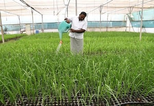 கரும்பு சாகுபடியில் நாற்று நடவு முறையால் மகசூல் அதிகரிக்கும்! கரணையில் இருந்து விவசாயிகள் மாற்றம்