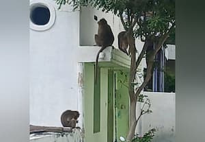 அன்னுாரில் குரங்குகள் அட்டகாசம் அதிகரிப்பு