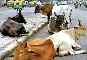 சாலைகளில் திரியும் பசுக்களை பராமரிக்க அரசு அழைப்பு