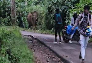 'கபாலி' யானைக்கு தொல்லை கொடுத்த சுற்றுலா பயணியர்: கேரள வனத்துறை நடவடிக்கை