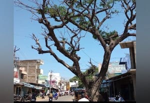 விழும் நிலையிலுள்ள பட்டுப்போன மரம் திருக்கழுக்குன்றத்தில் விபத்து அபாயம்