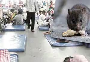 தமிழகத்தில் எலி காய்ச்சல் அதிகரிப்பு; மழைநீரில் வெறும் காலில் நடக்காதீர்