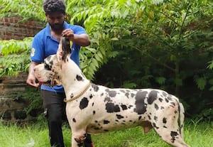 உங்க பப்பி 'ஆல்பா' ரகமா! அறிந்துகொள்வது எப்படி?