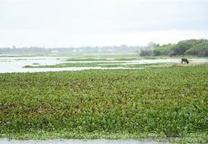 கிடங்கல் ஏரியில் படர்ந்துள்ள ஆகாயத்தாமரை அகற்றப்படுமா?