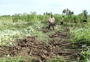 கன மழையால் மரவள்ளிக்கிழங்கு விலை ... வீழ்ச்சி ;   கடலுார் மாவட்ட விவசாயிகள் கடும் பாதிப்பு