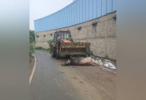 மாட்டின் அழுகிய சடலம்  சாலையில் வீசப்பட்ட அவலம்
