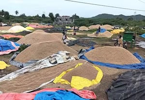 தமிழகத்தில் நெல் ஈரப்பதத்தை ஆய்வு செய்யும் மத்தியக்குழு: பயணத்திட்டத்தில் தற்காலிக மாற்றம்