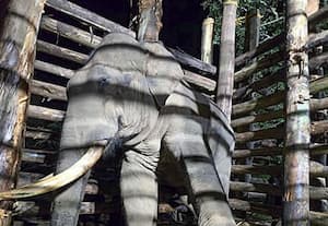 கூடலூரில் 12 போரை கொன்று சிக்கிய காட்டு யானை: முண்டந்துறை புலிகள் காப்பகத்திற்கு பயணம்