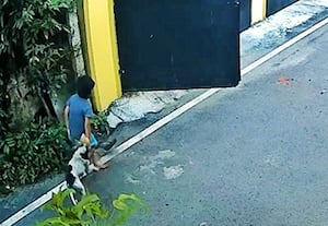 நாளுக்கு நாள் அதிகரிக்கும் தெருநாய் அட்டகாசம் அம்பத்துாரில் சிறுவன், சிறுமியை கடித்து குதறியது