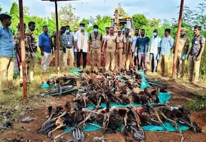 விஷம் வைத்து மயில்கள் கொலை: விவசாயிக்கு 'காப்பு'