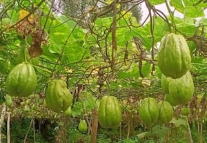 விலையில் வீழ்ந்தது சவ்சவ்