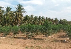 பசுமை பூமியை விட்டுச்செல்வோம்