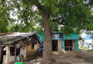 வேப்ப மரத்தால் வேதனை