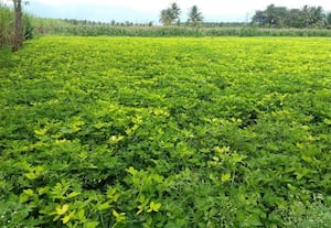 நிலக்கடலை சாகுபடியில் விவசாயிகள் ஆர்வம்