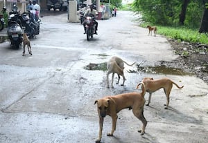 முதன்மை கல்வி அலுவலக சாலையில் திரியும் நாய்களால் ஊழியர்கள் அவதி